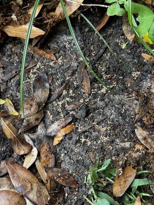 Subterranean termites