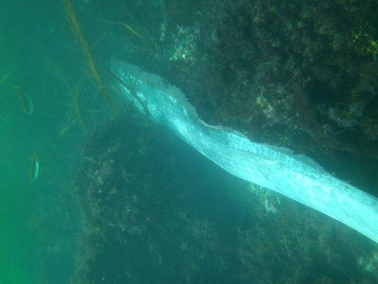 Rae Oarfish about 18 feet long