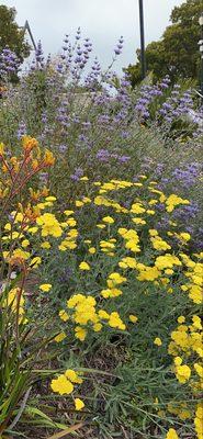 Yarrow