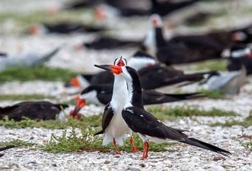 Gulf Coast Bird Observatory