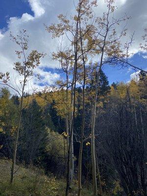 Aspen Vista Trail