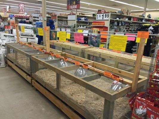 Chickens for sale at Big R