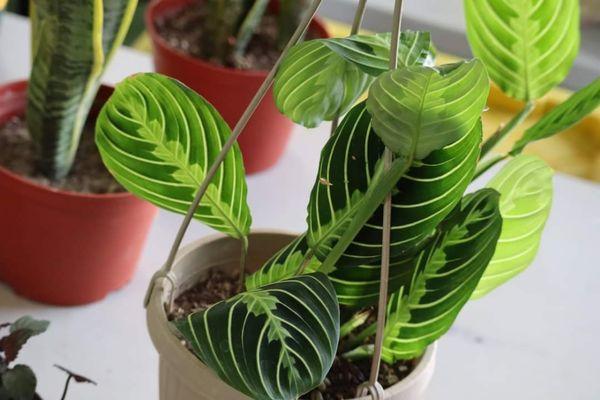 Prayer Plant