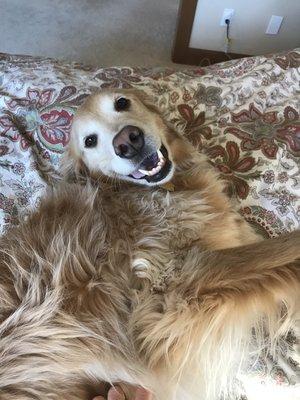 Charlie adores getting his belly scratches