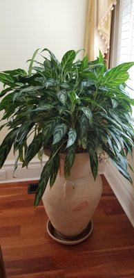 Stunning Chinese Evergreen