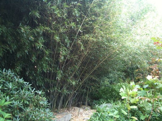 Some of the various types of bamboo