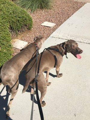 There two can't WAIT to get outside and get moving at a fast pace!