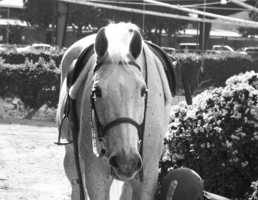 Sycamore Trails Stables