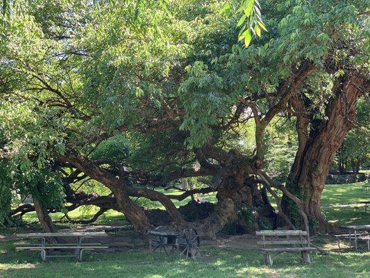 Osage tree