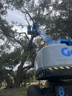 Removing moss and pruning a large oak tree.