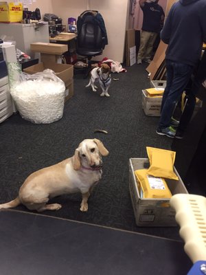 It's a Doggy day in the U.S mail room