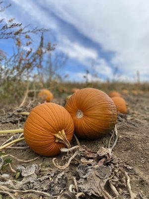 Pumpkin patch