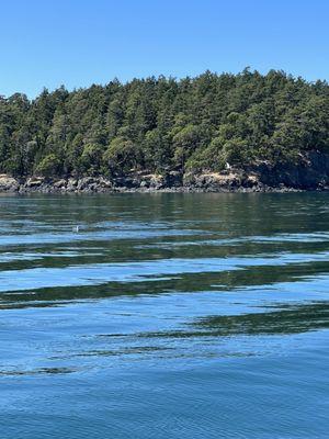 Gorgeous cove where we saw a sea lion battling with what we think was an octopus - I was too slow to take my camera out...