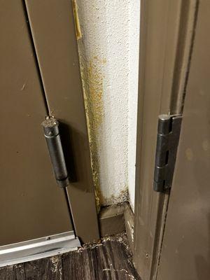 Mold on walls