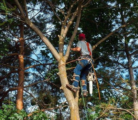 Allison Tree Service & Stump Removal