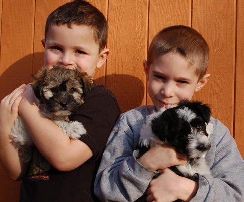 Royal Flush Havanese Florida