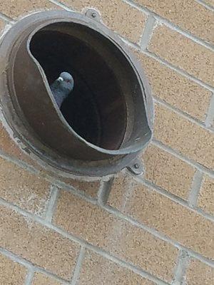 PIGEONS IN DRAIN