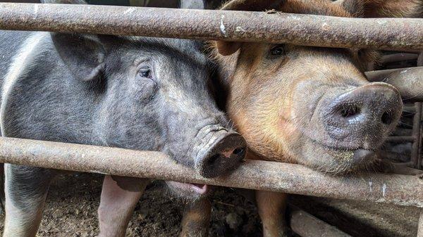 Sabbath Farm pigs.