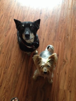 Bruce and Sammy waiting patiently for a treat!