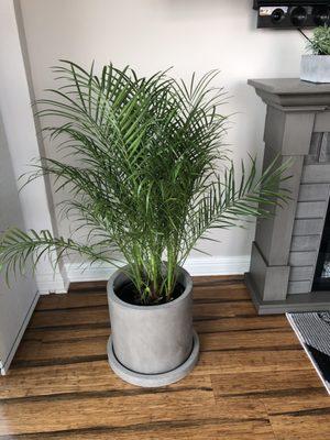 Palm purchased today