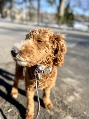 Beautiful Charly enjoying the fresh air on her walk!