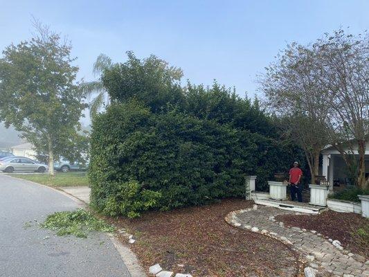 Trimming of a massive 18ft viburnum