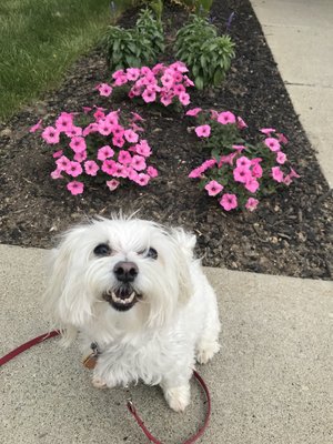 Macduff was our first client! Can't you tell he's spent a happy 4 years with us?