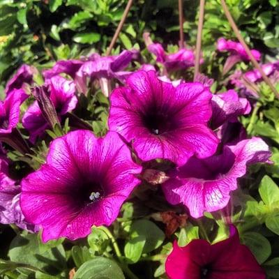 Petunias