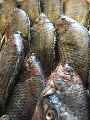 Fresh tilapia ready to be deep fried