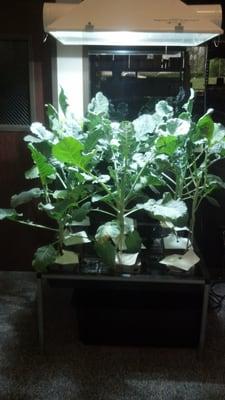 Hydroponic Brocolli