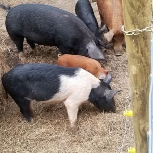 Feeder Pigs