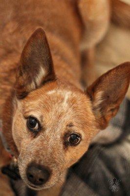 Bandit is Kayla's service animal and super friendly, and photogenic!