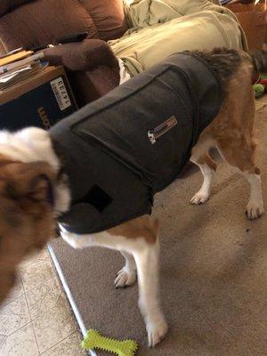 Daisy's Thundershirt. She really loves it. Thank Dr Edwards. She a different dog now!