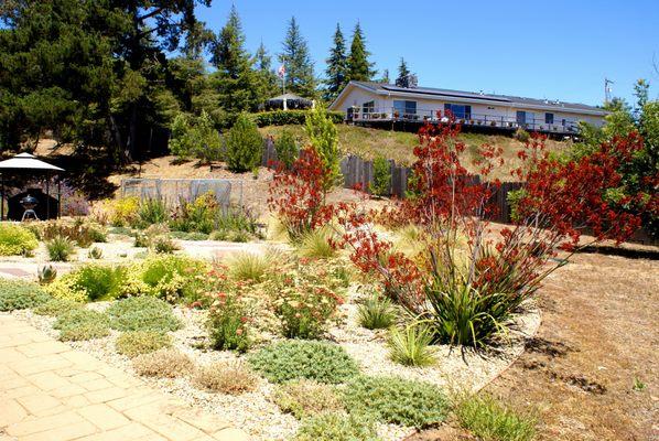 Bare ground replaced with beautiful plantings in Corralitos near Santa Cruz.