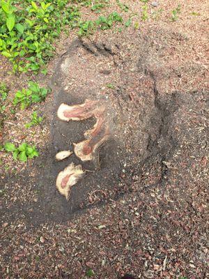 Cardinal Stump Grinding