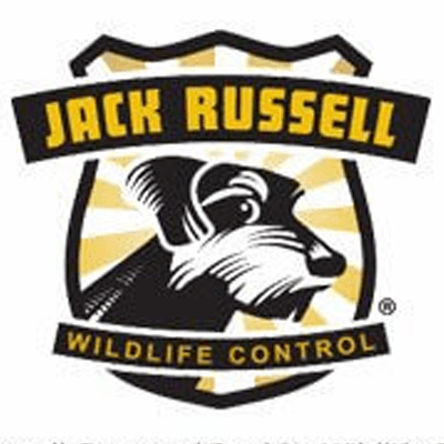 Jack Russell Wildlife Control