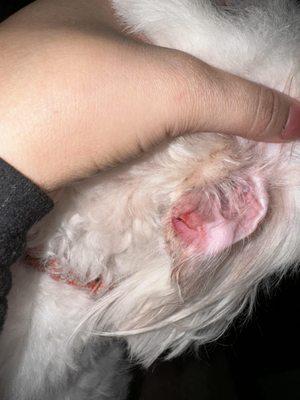 Sliced bloody ear with straight edge where flap had been round. Dried blood on surrounding fur.