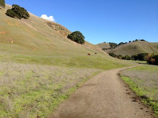 One of my favoite weekend hikes in Briones Park.