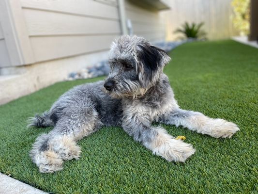 Pet turf