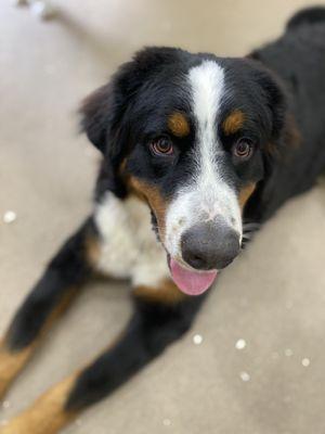 Everest, a daycare darling!