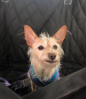 Scruffy puppy, pre-groom