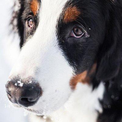 Robin's groomingdales - dog grooming salon dunwoody - Bernese Mountain Dog