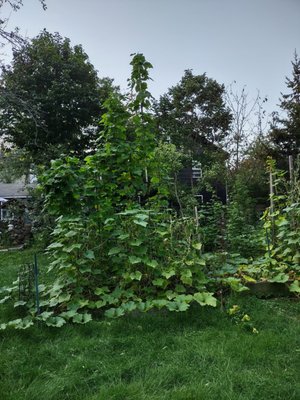 Beans and cukes grown vertically