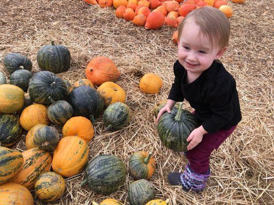 Pirate Pete's Pumpkin Patch