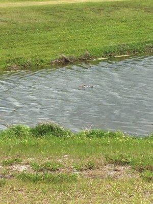 Gator in the BIC pond