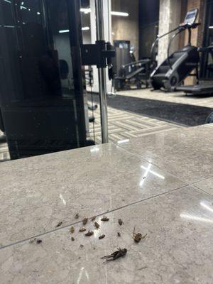 Dead cockroaches that they don't clean at the gym in DPL