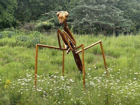 Wooden Mantis!