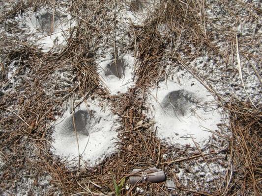 Ant Lion holes