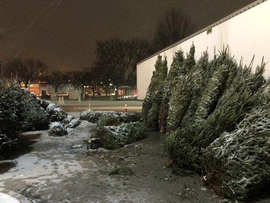 14 foot Christmas trees