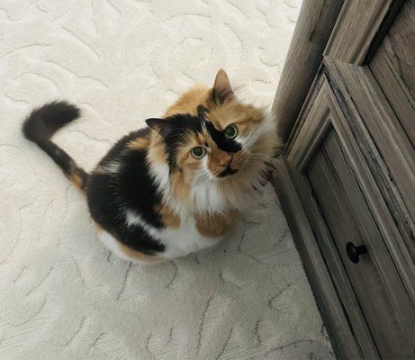 A good view of her lion cut with a fluffy mane and cute lion tail!